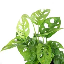 Flowerbox Schiefes Fensterblatt, Monstera Obliqua 5 Flowerbox Schiefes Fensterblatt, Monstera Obliqua -Wohnen Wohndeko Verkäufe unnamed file 7287