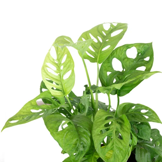 Flowerbox Schiefes Fensterblatt, Monstera Obliqua 4 Flowerbox Schiefes Fensterblatt, Monstera Obliqua – Bild 2