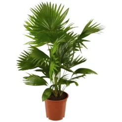 Gartenkrone Schirmpalme Livistona Rotundifolia