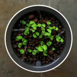 Selbstbewässernder Topf Botanium - Selbsbewässernder Topf, Max. Wuchshöhe: 0 Cm -Wohnen Wohndeko Verkäufe unnamed file 745