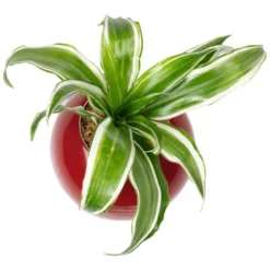 Pflanzen In Keramik, BxHxT: 12 X 12 X 22 Cm, Rot