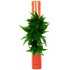 Pflanzen In Keramik , BxHxT: 40 X 6,5 X 22 Cm, Orange -Wohnen Wohndeko Verkäufe unnamed file 748