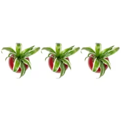 Pflanzen In Keramik 3er-Set, BxHxT: 12 X 12 X 22 Cm, Rot