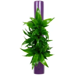 Pflanzen In Keramik, BxHxT: 40 X 6,5 X 22 Cm, Lila