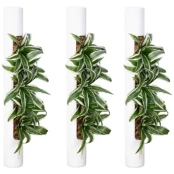 Pflanzen In Keramik 3er-Set, BxHxT: 65 X 7,5 X 22 Cm, Weiß