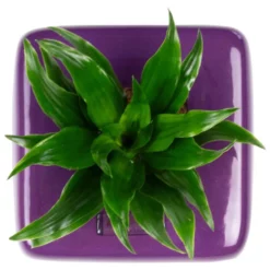 Pflanzen In Keramik, BxHxT: 16 X 16 X 22 Cm, Lila