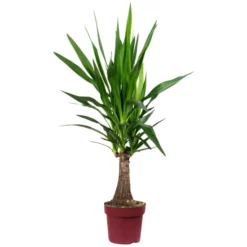 Yucca-Palme Yucca Guatemalensis