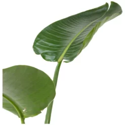 Paradiesvogelblume, Strelitzia Nicolai, Blütenfarbe: Mehrfarbig -Wohnen Wohndeko Verkäufe unnamed file 769