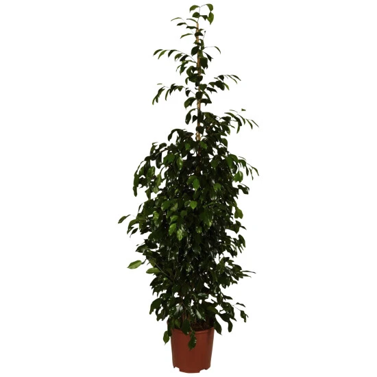 Gartenkrone Birkenfeige, Ficus Benjamini »Danielle«, Im Kunststoff-Kulturtopf 3 Gartenkrone Birkenfeige, Ficus Benjamini »Danielle«, Im Kunststoff-Kulturtopf