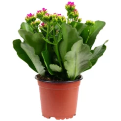 Flammendes Käthchen, Kalanchoe Blossfeldiana, Blütenfarbe: Lila