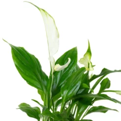 Einblatt, Spathiphyllum »Yess«, Blütenfarbe: Weiß -Wohnen Wohndeko Verkäufe unnamed file 774