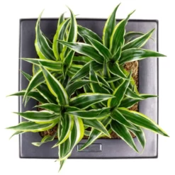 Flowerbox Wandbegrünung, BxHxT: 25 X 25 X 6 Cm, Schwarz