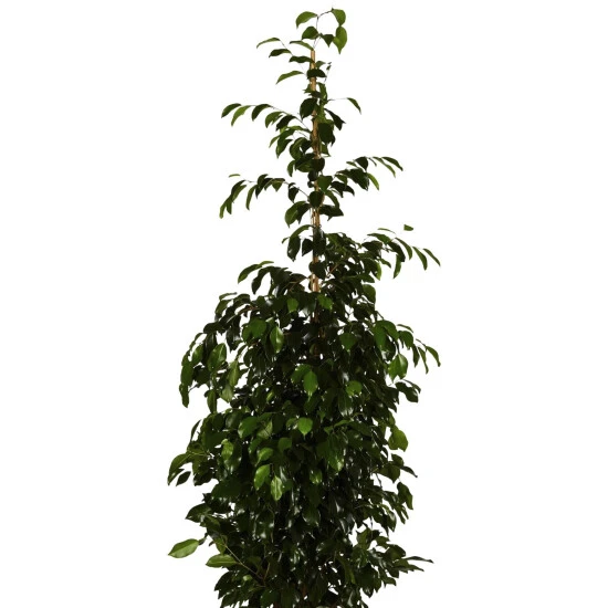 Gartenkrone Birkenfeige, Ficus Benjamini »Danielle«, Im Kunststoff-Kulturtopf 4 Gartenkrone Birkenfeige, Ficus Benjamini »Danielle«, Im Kunststoff-Kulturtopf – Bild 2