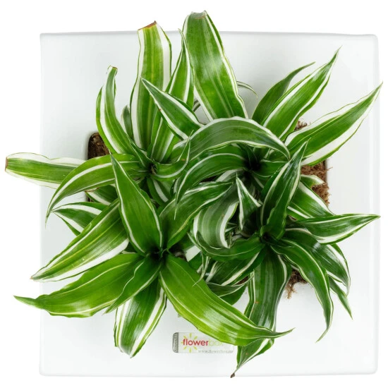 Flowerbox Wandbegrünung, BxHxT: 25 X 25 X 6 Cm, Weiß 3 Flowerbox Wandbegrünung, BxHxT: 25 X 25 X 6 Cm, Weiß