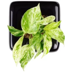 Flowerbox Wandbegrünung, BxHxT: 16 X 16 X 6 Cm, Schwarz