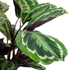 Korbmarante, Calathea, Im Topf -Wohnen Wohndeko Verkäufe unnamed file 786