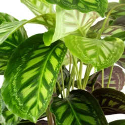 Korbmarante, Calathea, Im Topf -Wohnen Wohndeko Verkäufe unnamed file 787