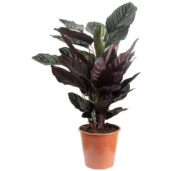 Korbmarante, Calathea, Im Topf -Wohnen Wohndeko Verkäufe unnamed file 789