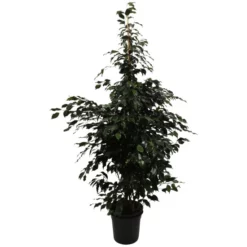 Gartenkrone Birkenfeige, Ficus Benjamini »Danielle«, Im Kunststoff-Kulturtopf 10 Gartenkrone Birkenfeige, Ficus Benjamini »Danielle«, Im Kunststoff-Kulturtopf -Wohnen Wohndeko Verkäufe unnamed file 79