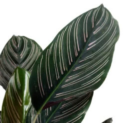 Korbmarante, Calathea, Im Topf -Wohnen Wohndeko Verkäufe unnamed file 790