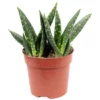 Sukkulente Aloe, Aloe Paradisicum, Zweifarbig, Blüten: Gelb 2 Sukkulente Aloe, Aloe Paradisicum, Zweifarbig, Blüten: Gelb -Wohnen Wohndeko Verkäufe unnamed file 791