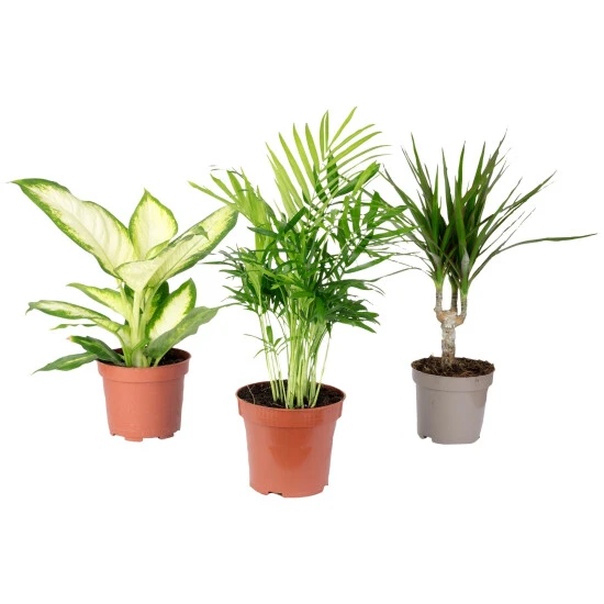 3er-Set Zimmerpflanzen Chamaedorea, Dieffenbachie, Dracaena, Chamadorea, Im Topf 3 3er-Set Zimmerpflanzen Chamaedorea, Dieffenbachie, Dracaena, Chamadorea, Im Topf