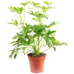 Strahlenalerie, Schefflera Arboricola, Im Kunststoff-Kulturtopf