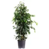 Birkenfeige, Ficus Benjamini, Im Kunststoff-Kulturtopf -Wohnen Wohndeko Verkäufe unnamed file 795