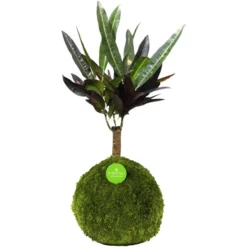 Kibonu Wunderstrauch, Codiaeum Batic »Codiaeum Batic«