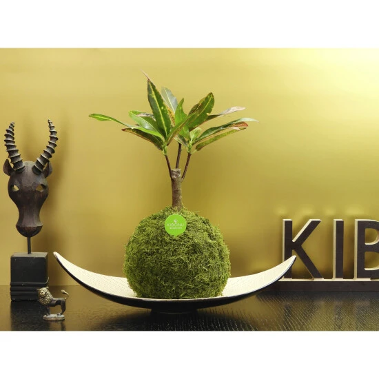 Kibonu Wunderstrauch, Codiaeum Batic »Codiaeum Batic« 4 Kibonu Wunderstrauch, Codiaeum Batic »Codiaeum Batic« – Bild 2