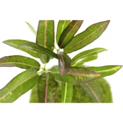 Kibonu Wunderstrauch, Codiaeum Batic »Codiaeum Batic« 7 Kibonu Wunderstrauch, Codiaeum Batic »Codiaeum Batic« -Wohnen Wohndeko Verkäufe unnamed file 798