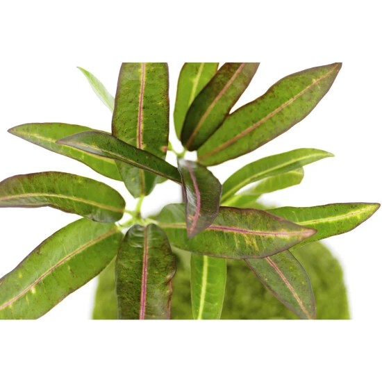 Kibonu Wunderstrauch, Codiaeum Batic »Codiaeum Batic« 5 Kibonu Wunderstrauch, Codiaeum Batic »Codiaeum Batic« – Bild 3