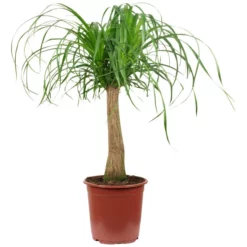 Sukkulente Elefantenfuß, Beaucarnea Recurvata »Nolina«, Grün