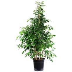 Gartenkrone Birkenfeige, Ficus Benjamini »Danielle«, Im Kunststoff-Kulturtopf 11 Gartenkrone Birkenfeige, Ficus Benjamini »Danielle«, Im Kunststoff-Kulturtopf -Wohnen Wohndeko Verkäufe unnamed file 80