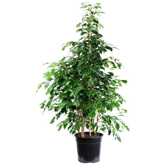 Gartenkrone Birkenfeige, Ficus Benjamini »Danielle«, Im Kunststoff-Kulturtopf 6 Gartenkrone Birkenfeige, Ficus Benjamini »Danielle«, Im Kunststoff-Kulturtopf – Bild 4