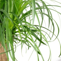 Sukkulente Elefantenfuß, Beaucarnea Recurvata »Nolina«, Grün -Wohnen Wohndeko Verkäufe unnamed file 801