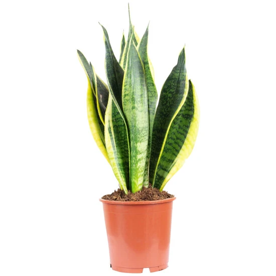 Bogenhanf, Sansevieria Trifasciata, Im Kunststoff-Kulturtopf 3 Bogenhanf, Sansevieria Trifasciata, Im Kunststoff-Kulturtopf