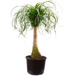 Sukkulente Elefantenfuß, Beaucarnea Recurvata, Grün, Blüten: Weiß