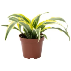 Drachenbaum, Dracaena Deremensis »Fragrans«, Im Kunststoff-Kulturtopf