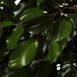 Gartenkrone Birkenfeige, Ficus Benjamini »Danielle«, Im Kunststoff-Kulturtopf 12 Gartenkrone Birkenfeige, Ficus Benjamini »Danielle«, Im Kunststoff-Kulturtopf -Wohnen Wohndeko Verkäufe unnamed file 81