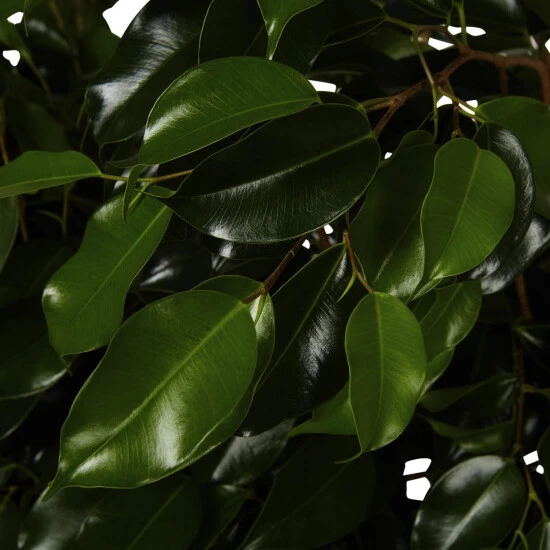 Gartenkrone Birkenfeige, Ficus Benjamini »Danielle«, Im Kunststoff-Kulturtopf 7 Gartenkrone Birkenfeige, Ficus Benjamini »Danielle«, Im Kunststoff-Kulturtopf – Bild 5