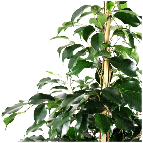 Gartenkrone Birkenfeige, Ficus Benjamini »Danielle«, Im Kunststoff-Kulturtopf 8 Gartenkrone Birkenfeige, Ficus Benjamini »Danielle«, Im Kunststoff-Kulturtopf – Bild 6