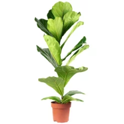 Geigenfeige, Ficus Lyrata, Im Kunststoff-Kulturtopf