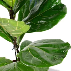 Geigenfeige, Ficus Lyrata, Im Kunststoff-Kulturtopf -Wohnen Wohndeko Verkäufe unnamed file 85