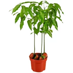 Gartenkrone Australische Kastanie, Castanospermum Australe, Im Kunststoff-Kulturtopf