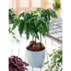 Gartenkrone Australische Kastanie, Castanospermum Australe, Im Kunststoff-Kulturtopf -Wohnen Wohndeko Verkäufe unnamed file 92