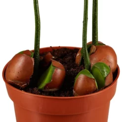 Gartenkrone Australische Kastanie, Castanospermum Australe, Im Kunststoff-Kulturtopf -Wohnen Wohndeko Verkäufe unnamed file 93