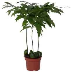 Gartenkrone Australische Kastanie, Castanospermum Australe, Im Kunststoff-Kulturtopf -Wohnen Wohndeko Verkäufe unnamed file 94