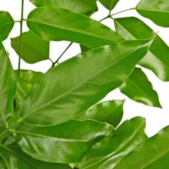 Gartenkrone Australische Kastanie, Castanospermum Australe, Im Kunststoff-Kulturtopf -Wohnen Wohndeko Verkäufe unnamed file 95