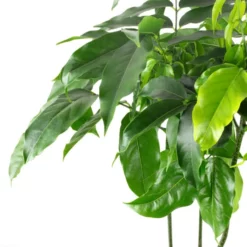 Gartenkrone Australische Kastanie, Castanospermum Australe, Im Kunststoff-Kulturtopf -Wohnen Wohndeko Verkäufe unnamed file 96